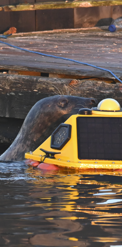 Seal with Buoy